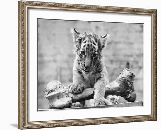 Tiger Cub with Large Bone-null-Framed Photographic Print