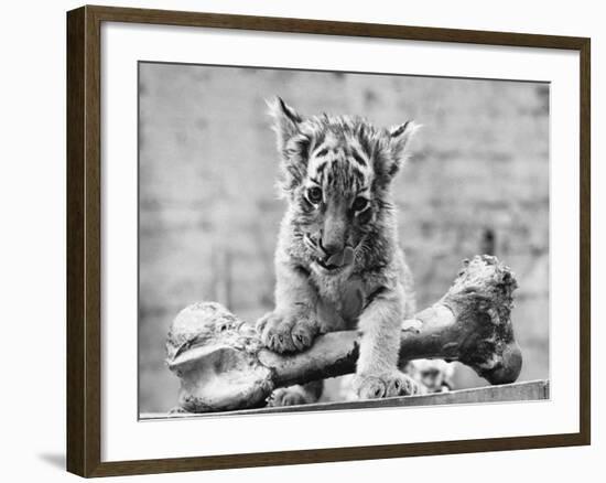 Tiger Cub with Large Bone-null-Framed Photographic Print