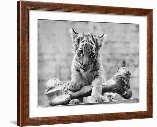 Tiger Cub with Large Bone-null-Framed Photographic Print