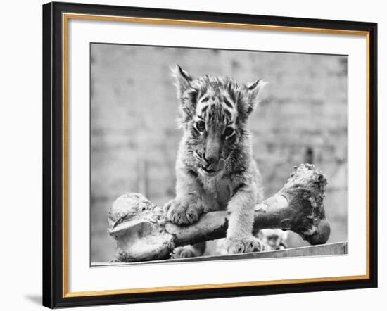 Tiger Cub with Large Bone-null-Framed Photographic Print