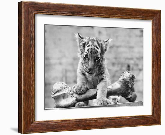 Tiger Cub with Large Bone-null-Framed Photographic Print