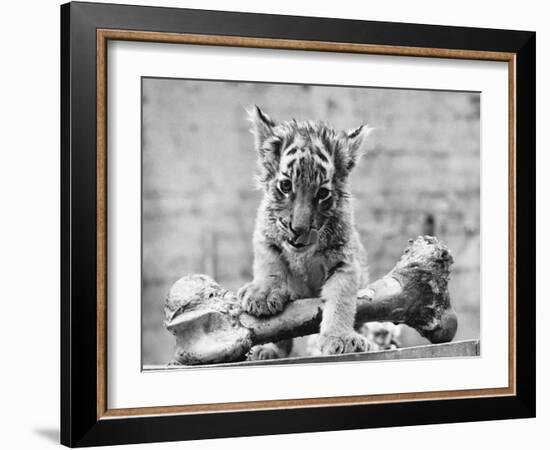 Tiger Cub with Large Bone-null-Framed Photographic Print