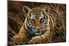Tiger Cub-Jeremy Paul-Mounted Giclee Print