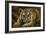 Tiger Cub-Jeremy Paul-Framed Giclee Print