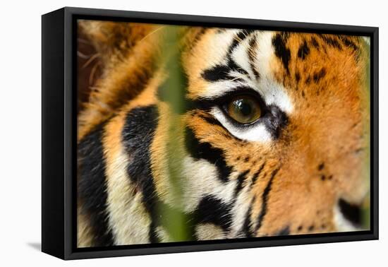 Tiger Eye-Anan Kaewkhammul-Framed Premier Image Canvas