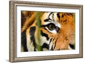 Tiger Eye-Anan Kaewkhammul-Framed Photographic Print
