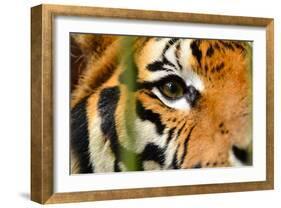 Tiger Eye-Anan Kaewkhammul-Framed Photographic Print