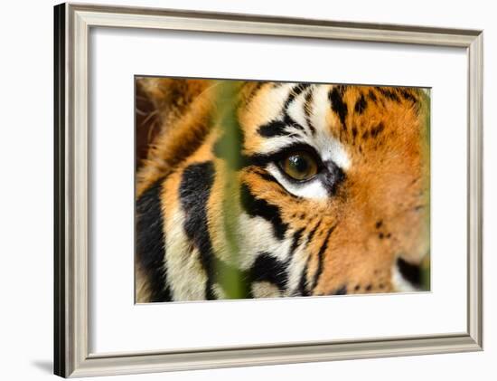 Tiger Eye-Anan Kaewkhammul-Framed Photographic Print