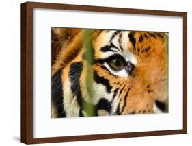 Tiger Eye-Anan Kaewkhammul-Framed Photographic Print