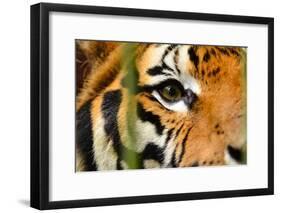Tiger Eye-Anan Kaewkhammul-Framed Photographic Print