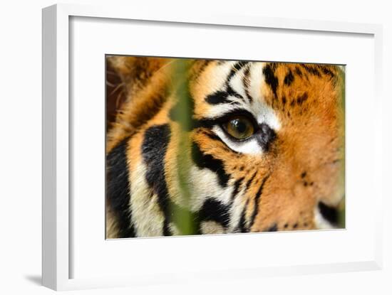 Tiger Eye-Anan Kaewkhammul-Framed Photographic Print