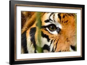 Tiger Eye-Anan Kaewkhammul-Framed Photographic Print