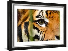 Tiger Eye-Anan Kaewkhammul-Framed Photographic Print