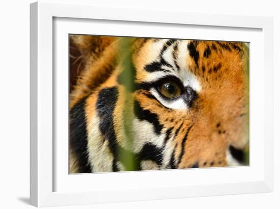 Tiger Eye-Anan Kaewkhammul-Framed Photographic Print