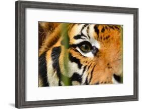 Tiger Eye-Anan Kaewkhammul-Framed Photographic Print