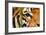 Tiger Eye-Anan Kaewkhammul-Framed Photographic Print