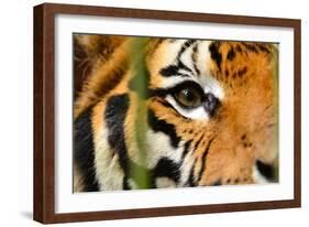 Tiger Eye-Anan Kaewkhammul-Framed Photographic Print