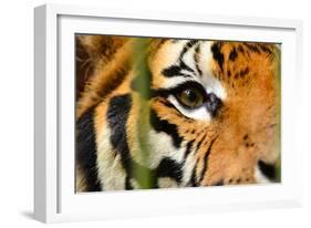 Tiger Eye-Anan Kaewkhammul-Framed Photographic Print