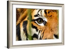 Tiger Eye-Anan Kaewkhammul-Framed Photographic Print