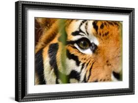 Tiger Eye-Anan Kaewkhammul-Framed Photographic Print
