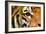 Tiger Eye-Anan Kaewkhammul-Framed Photographic Print