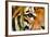 Tiger Eye-Anan Kaewkhammul-Framed Photographic Print