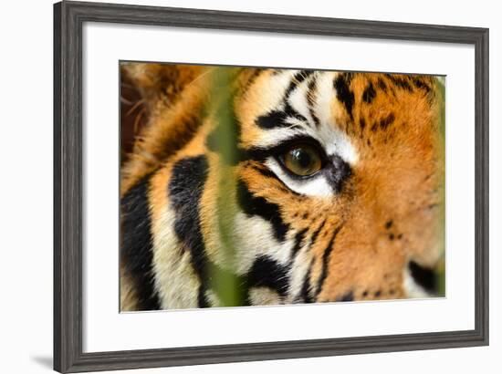 Tiger Eye-Anan Kaewkhammul-Framed Photographic Print