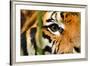 Tiger Eye-Anan Kaewkhammul-Framed Photographic Print