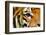 Tiger Eye-Anan Kaewkhammul-Framed Photographic Print