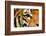 Tiger Eye-Anan Kaewkhammul-Framed Photographic Print