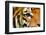 Tiger Eye-Anan Kaewkhammul-Framed Photographic Print