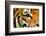 Tiger Eye-Anan Kaewkhammul-Framed Photographic Print