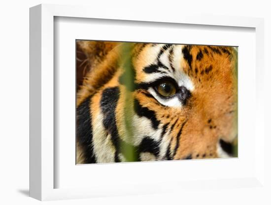 Tiger Eye-Anan Kaewkhammul-Framed Photographic Print