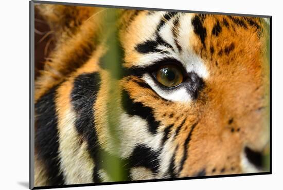 Tiger Eye-Anan Kaewkhammul-Mounted Photographic Print