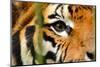 Tiger Eye-Anan Kaewkhammul-Mounted Photographic Print