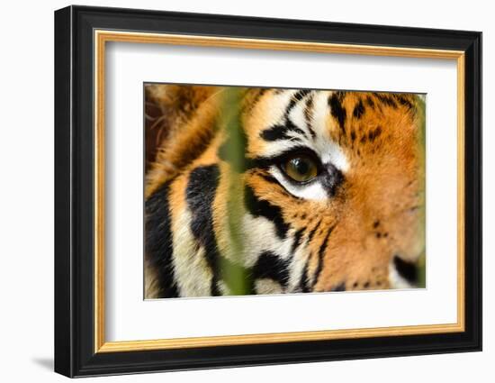 Tiger Eye-Anan Kaewkhammul-Framed Photographic Print