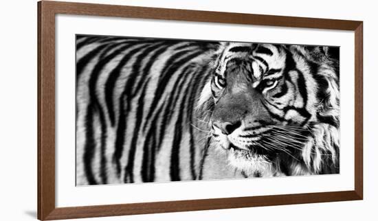 Tiger Eyes-Xavier Ortega-Framed Art Print