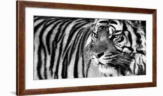 Tiger Eyes-Xavier Ortega-Framed Art Print