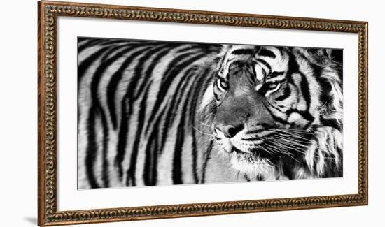 Tiger Eyes-Xavier Ortega-Framed Art Print