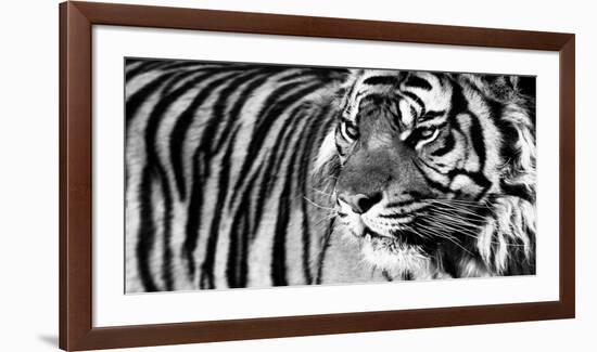 Tiger Eyes-Xavier Ortega-Framed Art Print