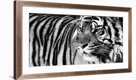 Tiger Eyes-Xavier Ortega-Framed Art Print