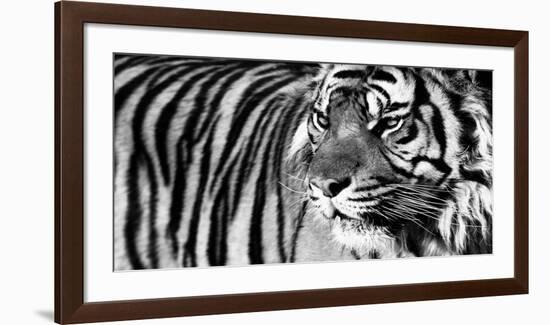 Tiger Eyes-Xavier Ortega-Framed Art Print