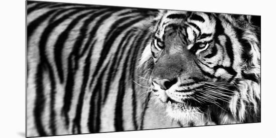 Tiger Eyes-Xavier Ortega-Mounted Art Print