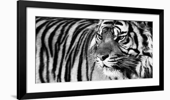 Tiger Eyes-Xavier Ortega-Framed Art Print