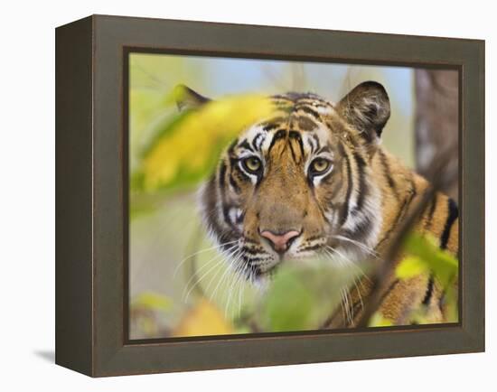 Tiger Face Portrait Amongst Foliage, Bandhavgarh National Park, India 2007-Tony Heald-Framed Premier Image Canvas