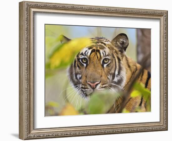 Tiger Face Portrait Amongst Foliage, Bandhavgarh National Park, India 2007-Tony Heald-Framed Photographic Print