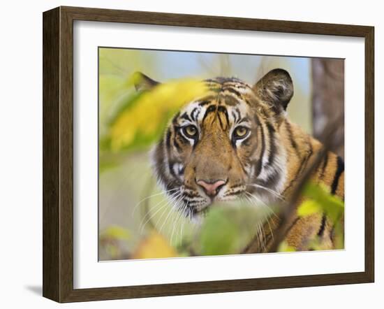 Tiger Face Portrait Amongst Foliage, Bandhavgarh National Park, India 2007-Tony Heald-Framed Photographic Print