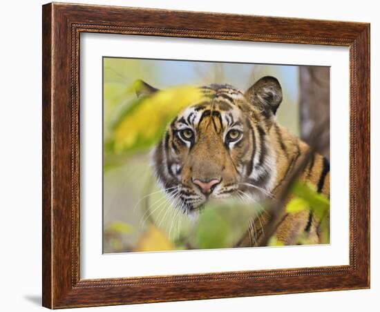 Tiger Face Portrait Amongst Foliage, Bandhavgarh National Park, India 2007-Tony Heald-Framed Photographic Print