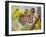 Tiger Face Portrait Amongst Foliage, Bandhavgarh National Park, India 2007-Tony Heald-Framed Photographic Print