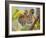 Tiger Face Portrait Amongst Foliage, Bandhavgarh National Park, India 2007-Tony Heald-Framed Photographic Print